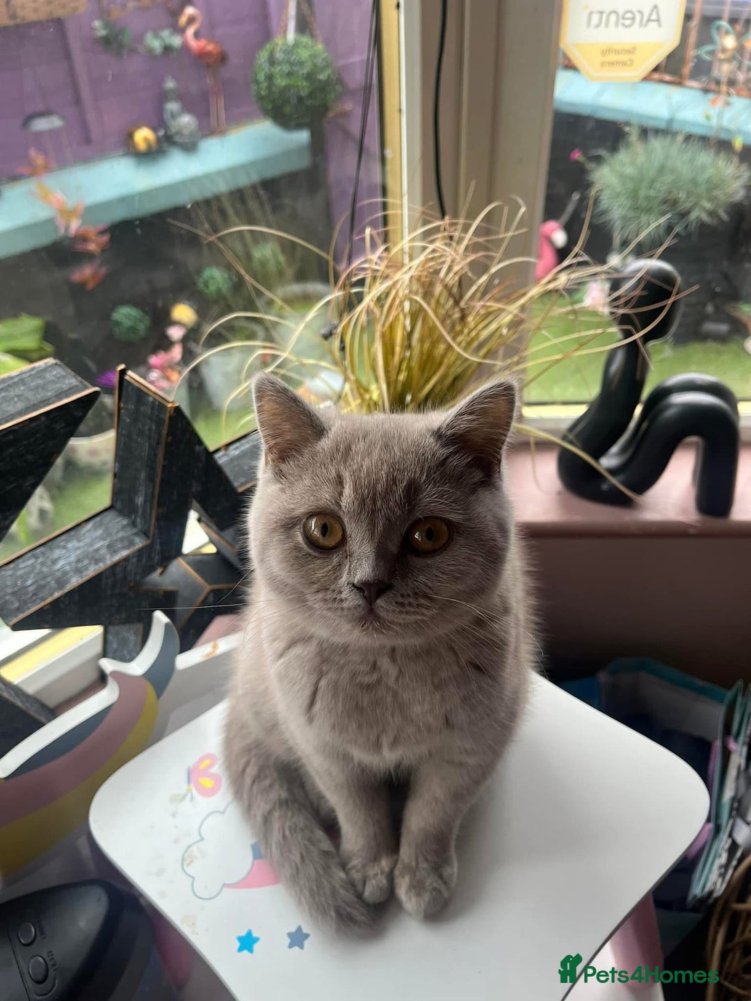 British Shorthair cats for sale: *** WANTED ***  - Image 4