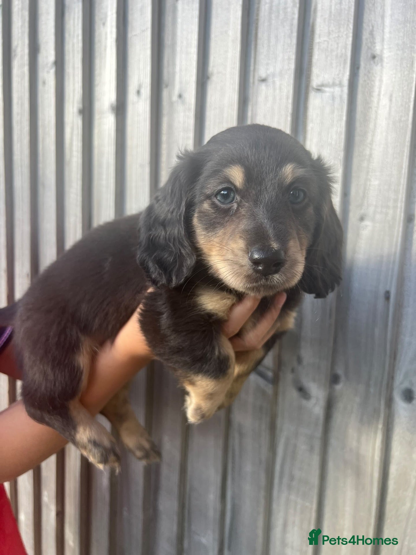 Miniature Dachshund dogs KC registered long haired Miniatures  - Advert 19