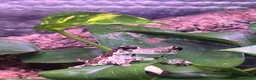 Monitor reptiles for sale: Amazon Milk Frog Breeding Trio - Advert 1