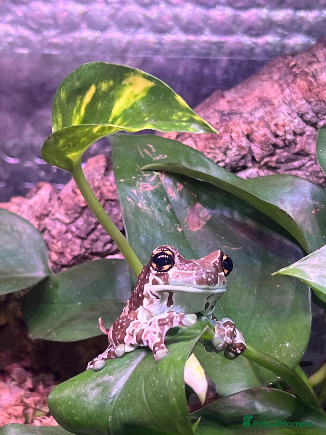 Monitor reptiles for sale: Amazon Milk Frog Breeding Trio - Advert 1