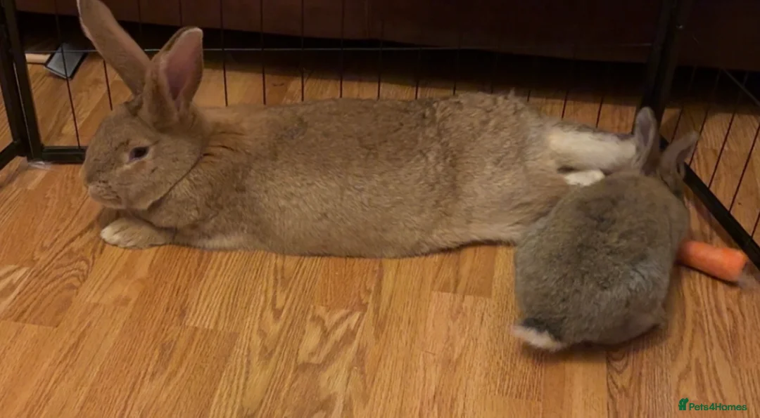 Continental Giant rabbits for sale: Bunnies - Advert 3