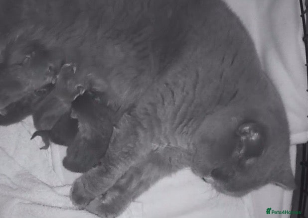 British Shorthair cats for sale: Stunning Gccf reg litter  - Advert 1