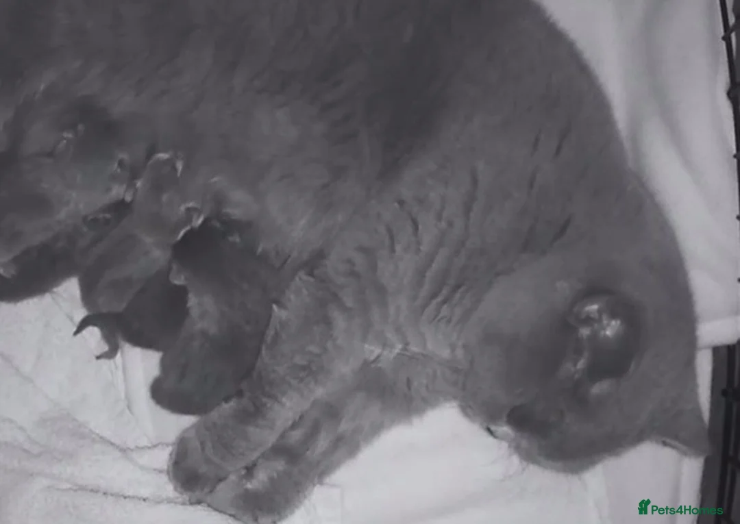 British Shorthair cats for sale: Stunning Gccf reg litter  - Advert 1