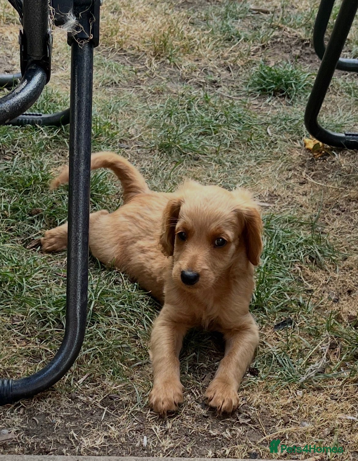 Cavapoo dogs Beautiful Cavapoo pup 🐶  - Advert 18