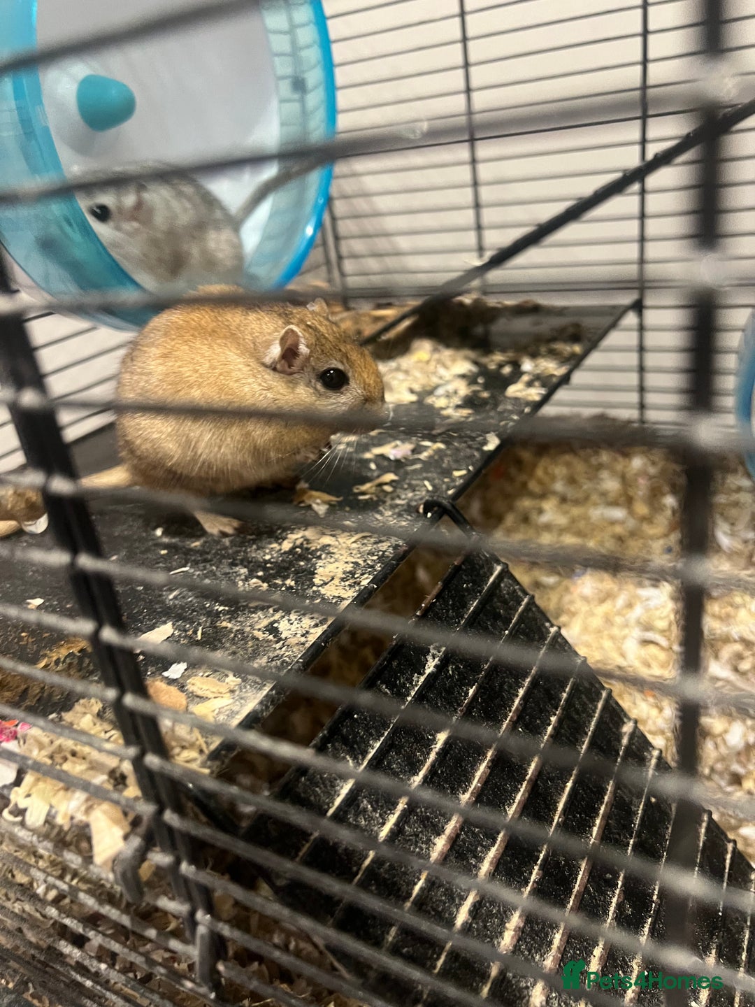 Gerbil rodents for sale: Bobby and Percy need a new Family - Advert 4