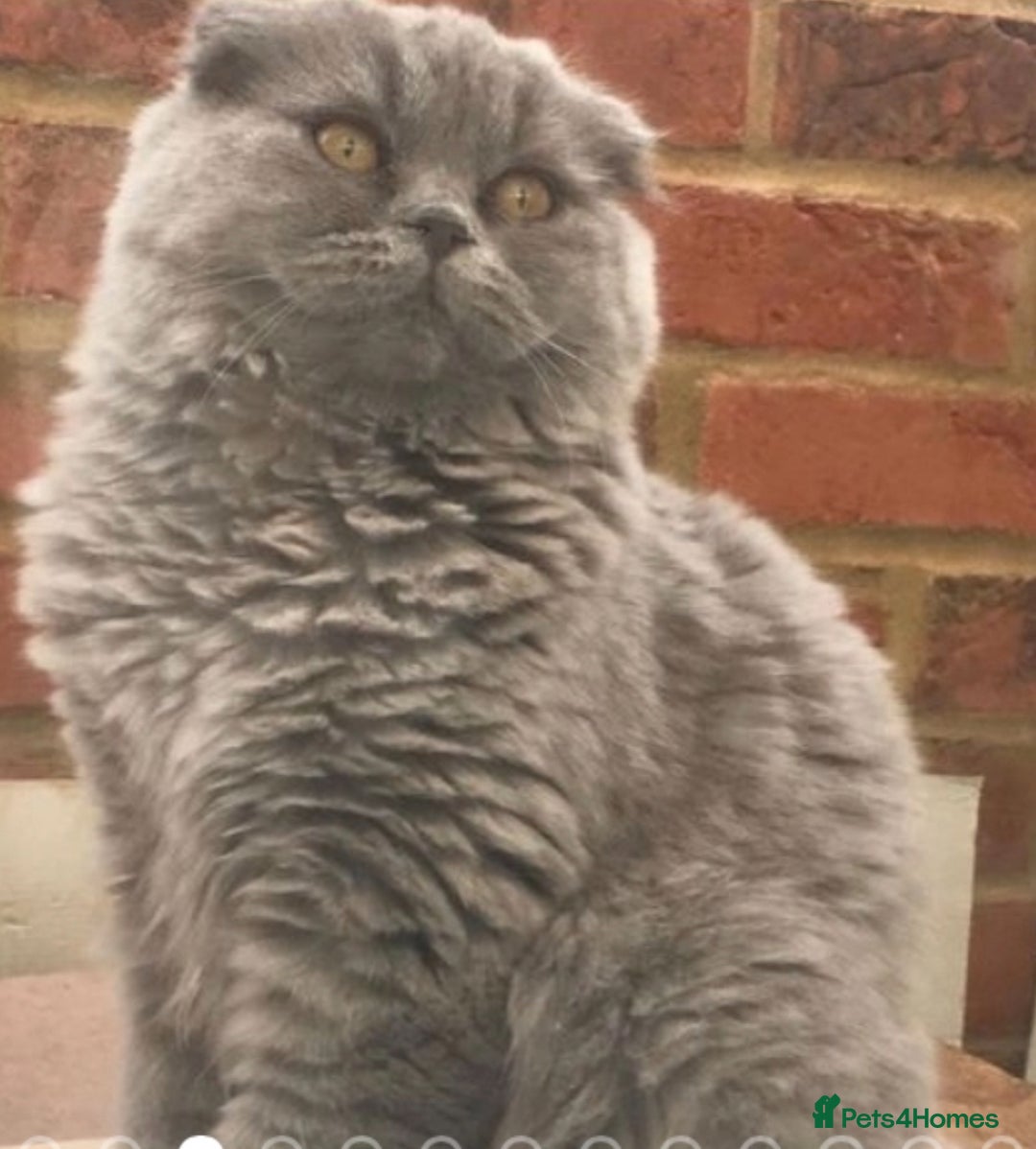 British Shorthair cats for sale: Beautiful British shorthair  - Advert 11