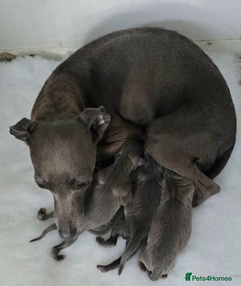 Italian Greyhound dogs KC reg Blue Italian greyhound puppys - Advert 2