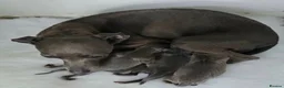 Italian Greyhound dogs for sale: KC reg Blue Italian greyhound puppys - Advert 1