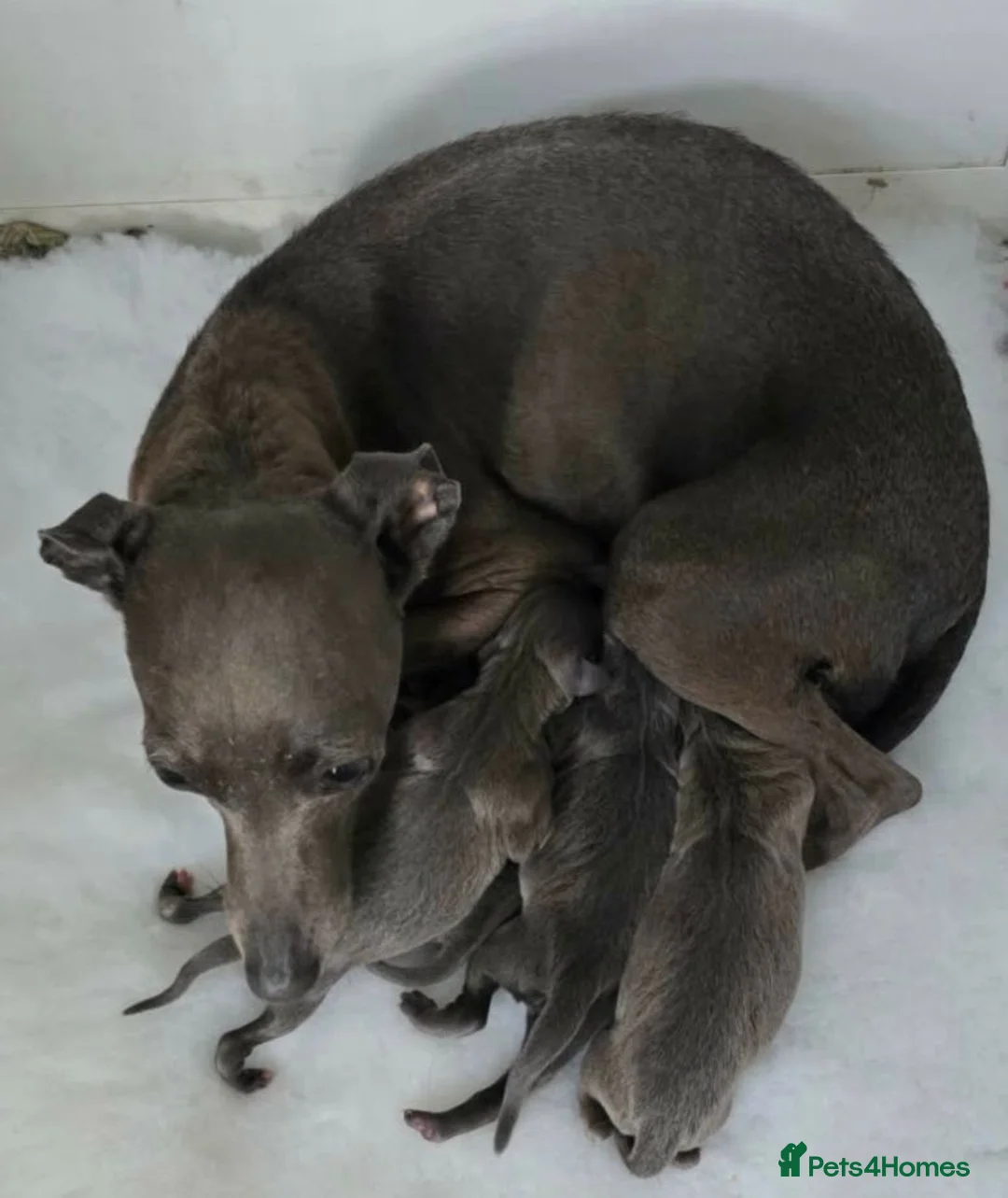 Italian Greyhound dogs for sale: KC reg Blue Italian greyhound puppys - Advert 1
