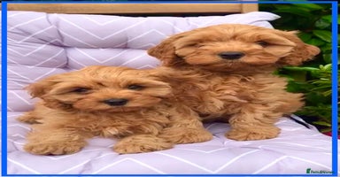 Cavapoo dogs - Advert 2