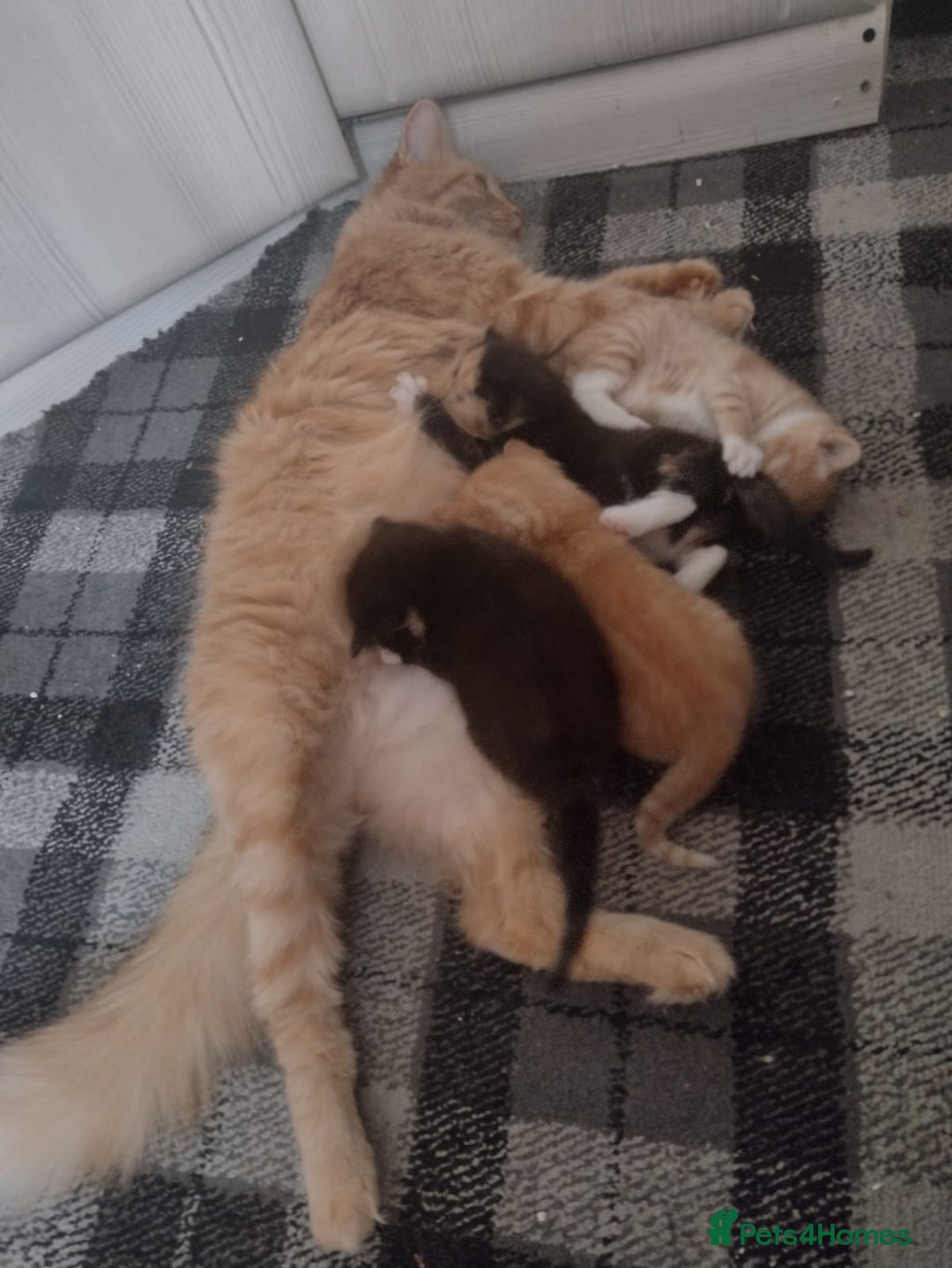 Mixed Breed cats for sale: Stunning, active kittens - Image 15