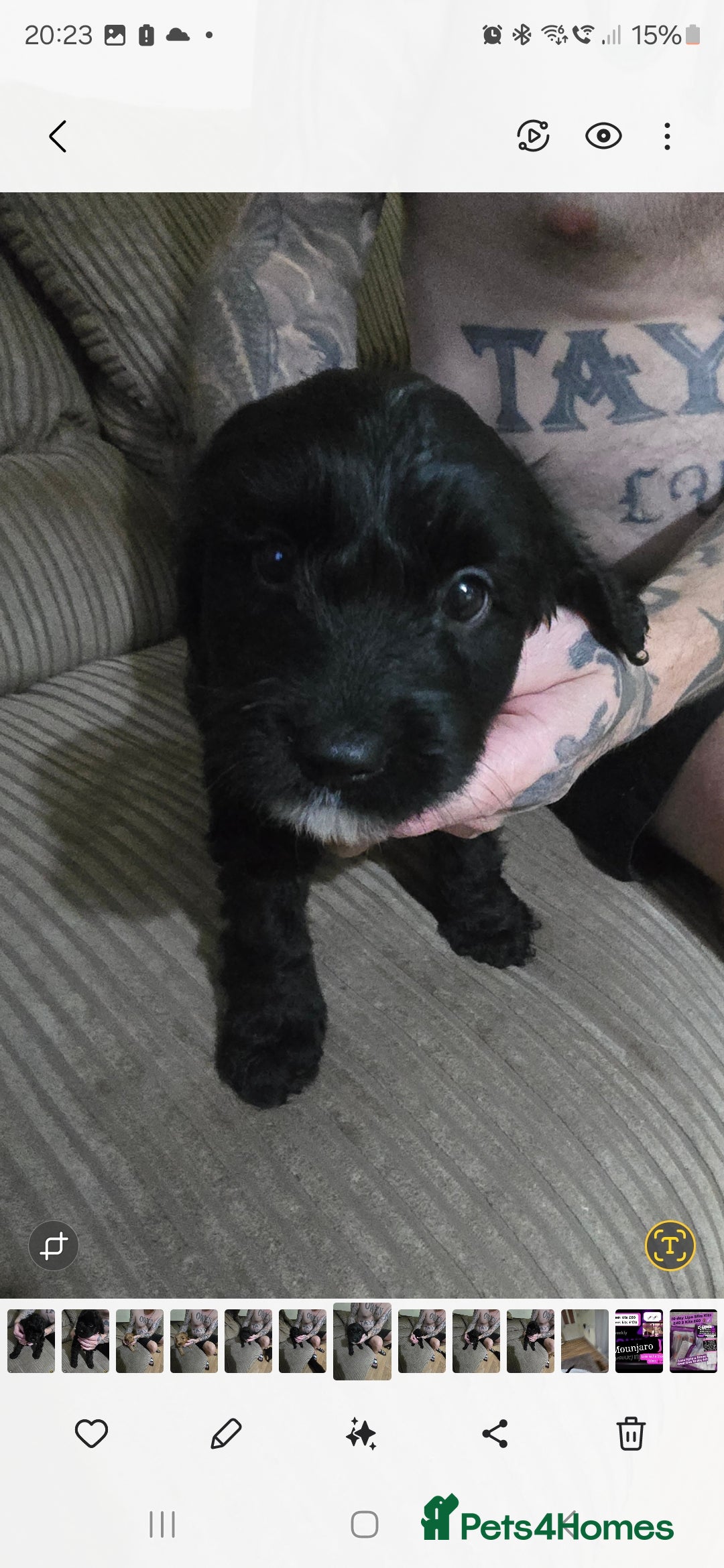Cockapoo dogs for sale: Cockapoo pups - Image 3