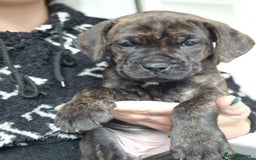 Mixed Breed dogs for sale: cane corso x mastiff pups for sale - Image 19