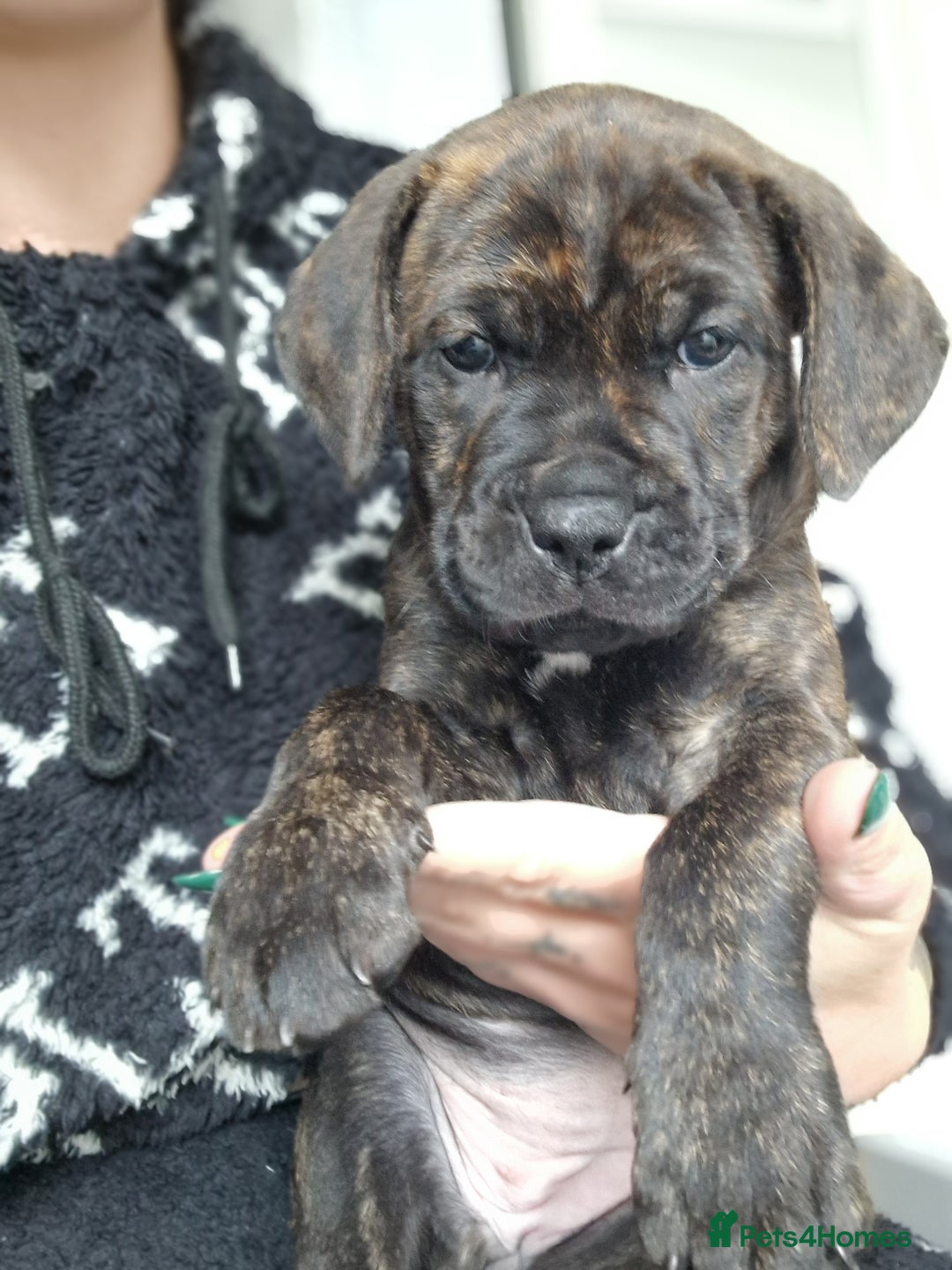 Mixed Breed dogs for sale: cane corso x mastiff pups for sale - Image 19