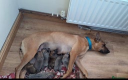Mixed Breed dogs for sale: 2 beautiful babies left - Image 10