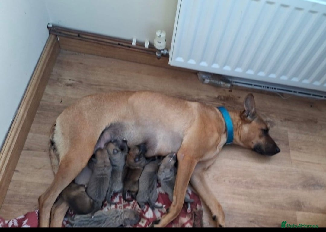 Mixed Breed dogs for sale: 2 beautiful babies left - Image 10