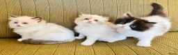 Ragdoll cats for sale: Ragdoll x Persian Kittens - Advert 9