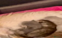 Persian cats for sale: Registered pedigree persian - Image 5