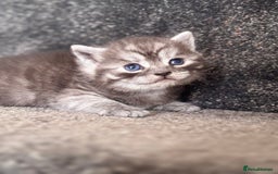 British Shorthair cats for sale: British shorthair kittens - Image 7