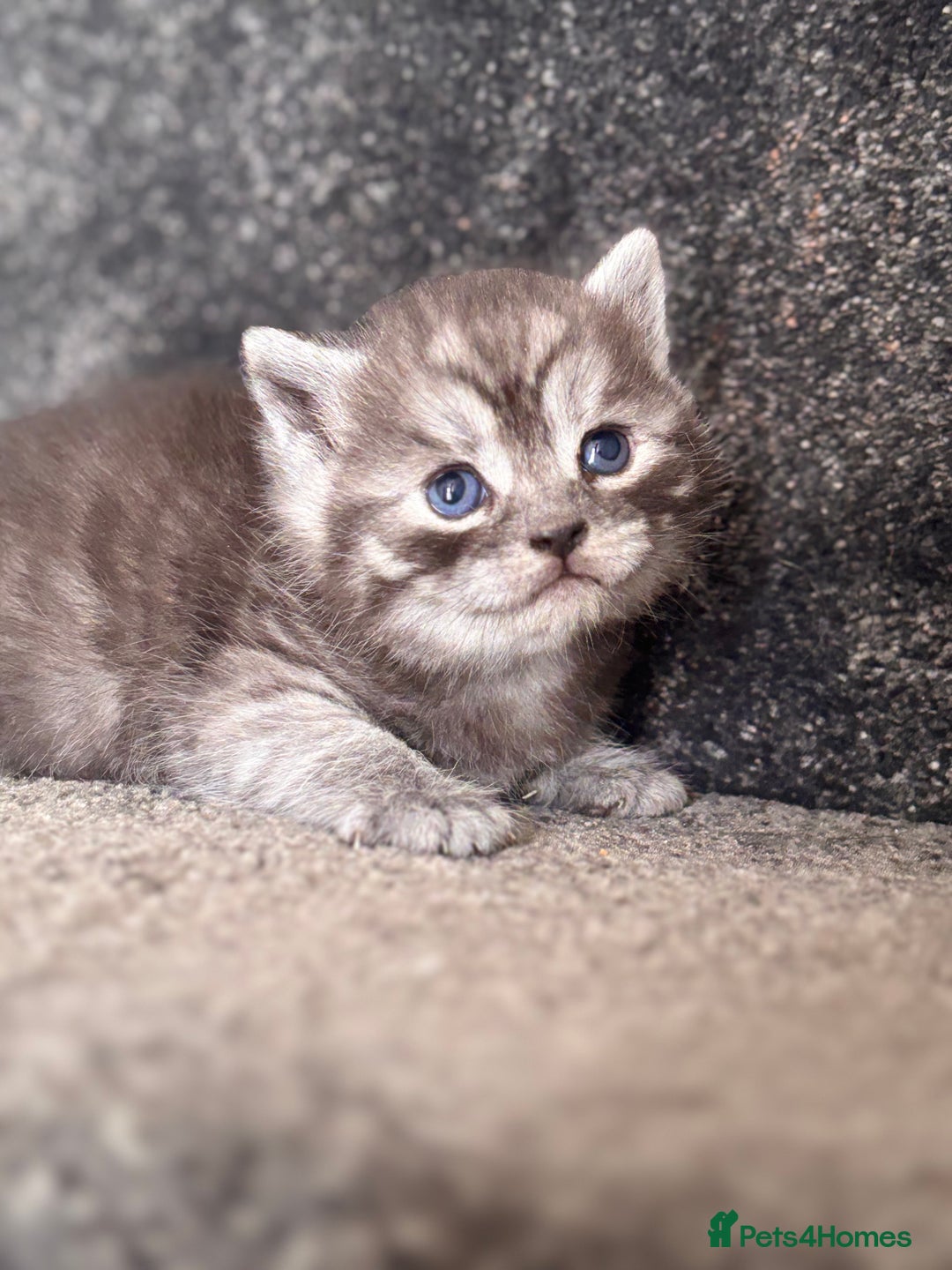 British Shorthair cats for sale: British shorthair kittens - Image 7