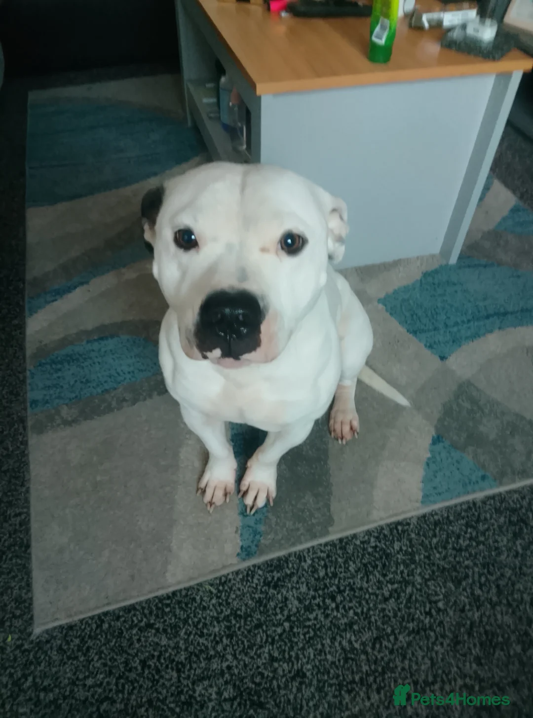 Staffordshire Bull Terrier dogs for sale: SAMSON OUR BEAUTIFUL FAMILY FRIEND - Advert 2