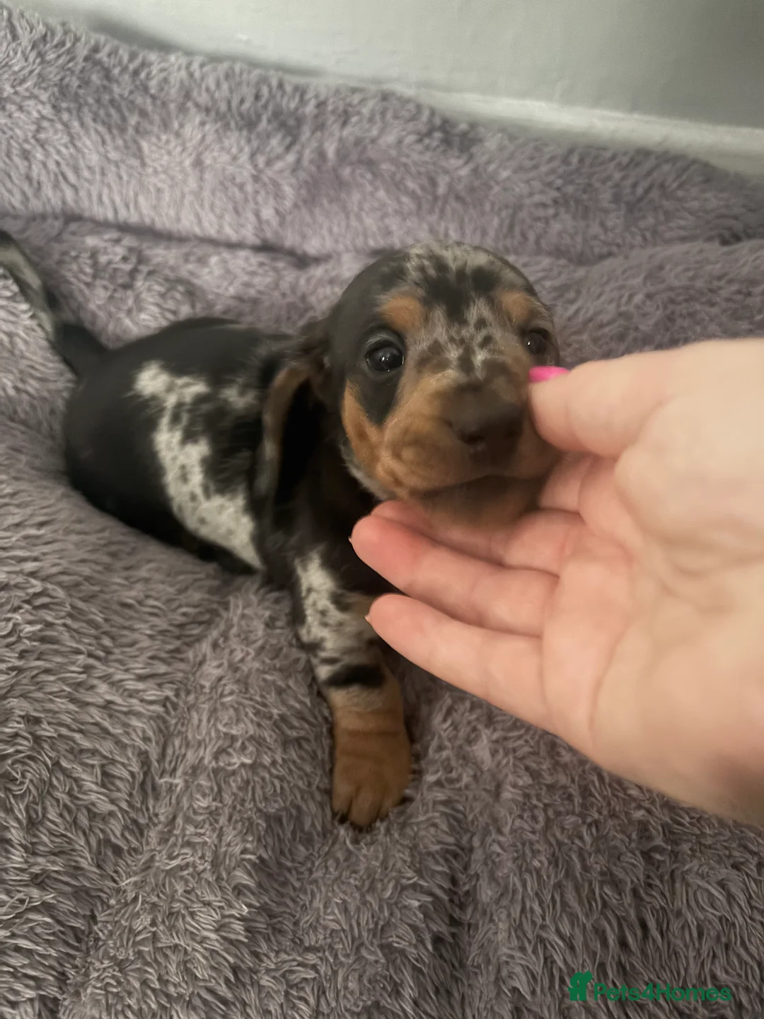 Dachshund dogs for sale: 2 boy Miniture dashund puppies for sale  - Advert 8