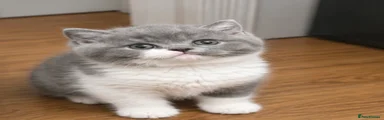 Kitten 4