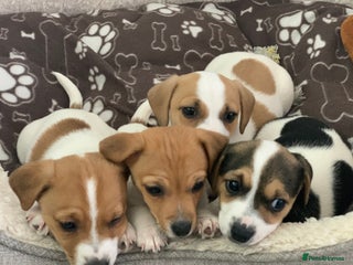 Jack Russell dogs in Hemel Hempstead - Advert 2