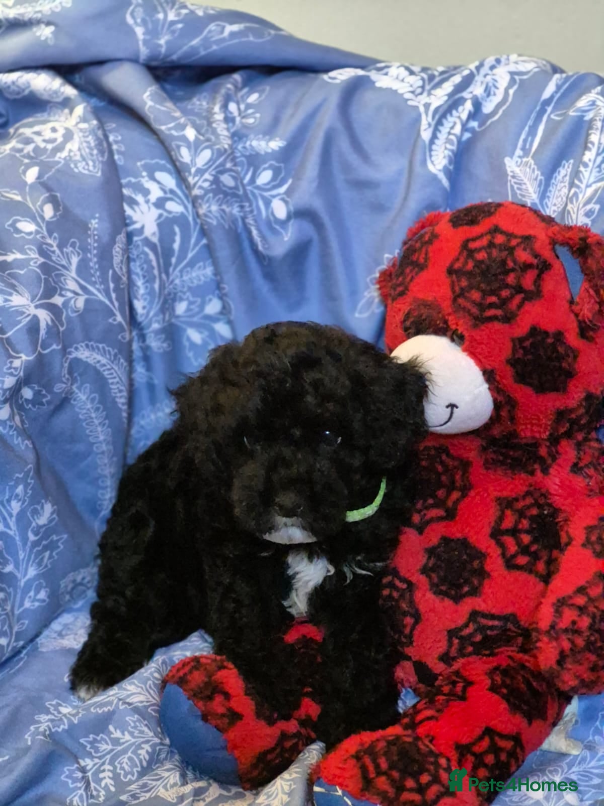 Lhasapoo dogs Gorgeous Lhachon/Poodle - Advert 1