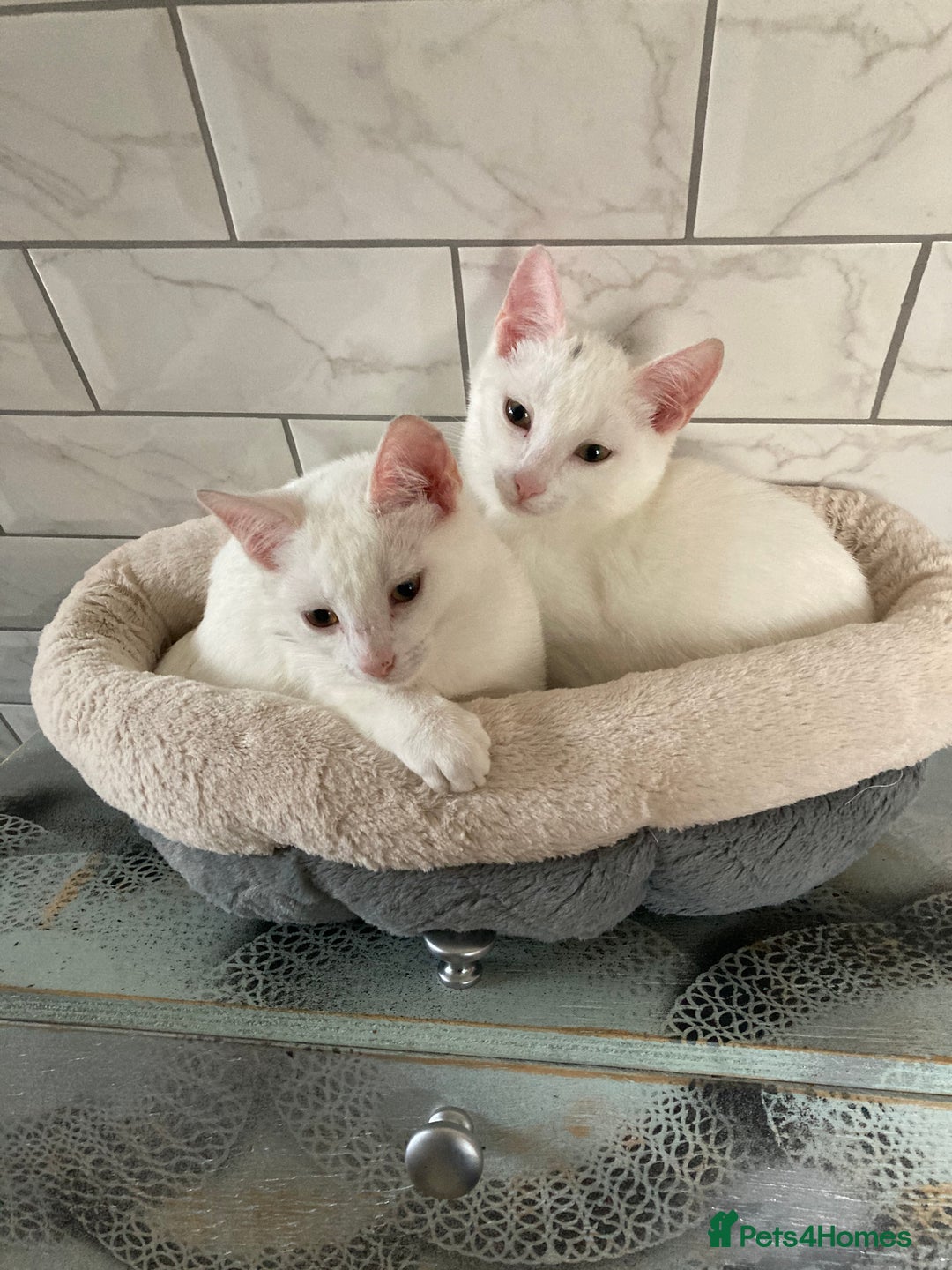 Turkish Van cats for sale: Gorgeous Turkish Van kitten - Advert 27