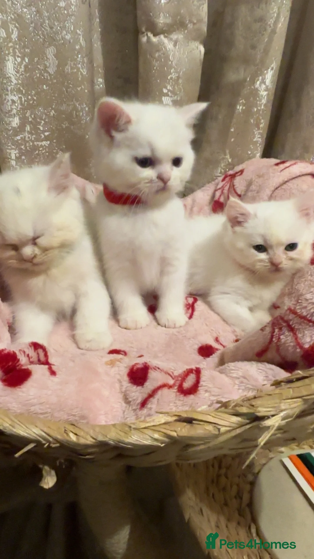Perdoll cats for sale: 🐾🤍 BEAUTIFUL PERSIAN X RAGDOLL KITTENS 🤍🐾 - Advert 2