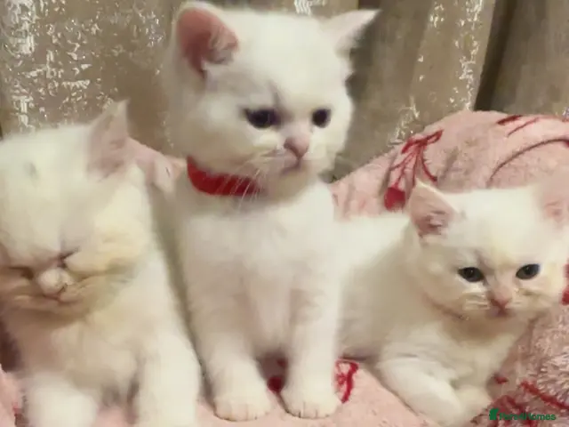 Perdoll cats for sale: 🐾🤍 BEAUTIFUL PERSIAN X RAGDOLL KITTENS 🤍🐾 - Advert 2