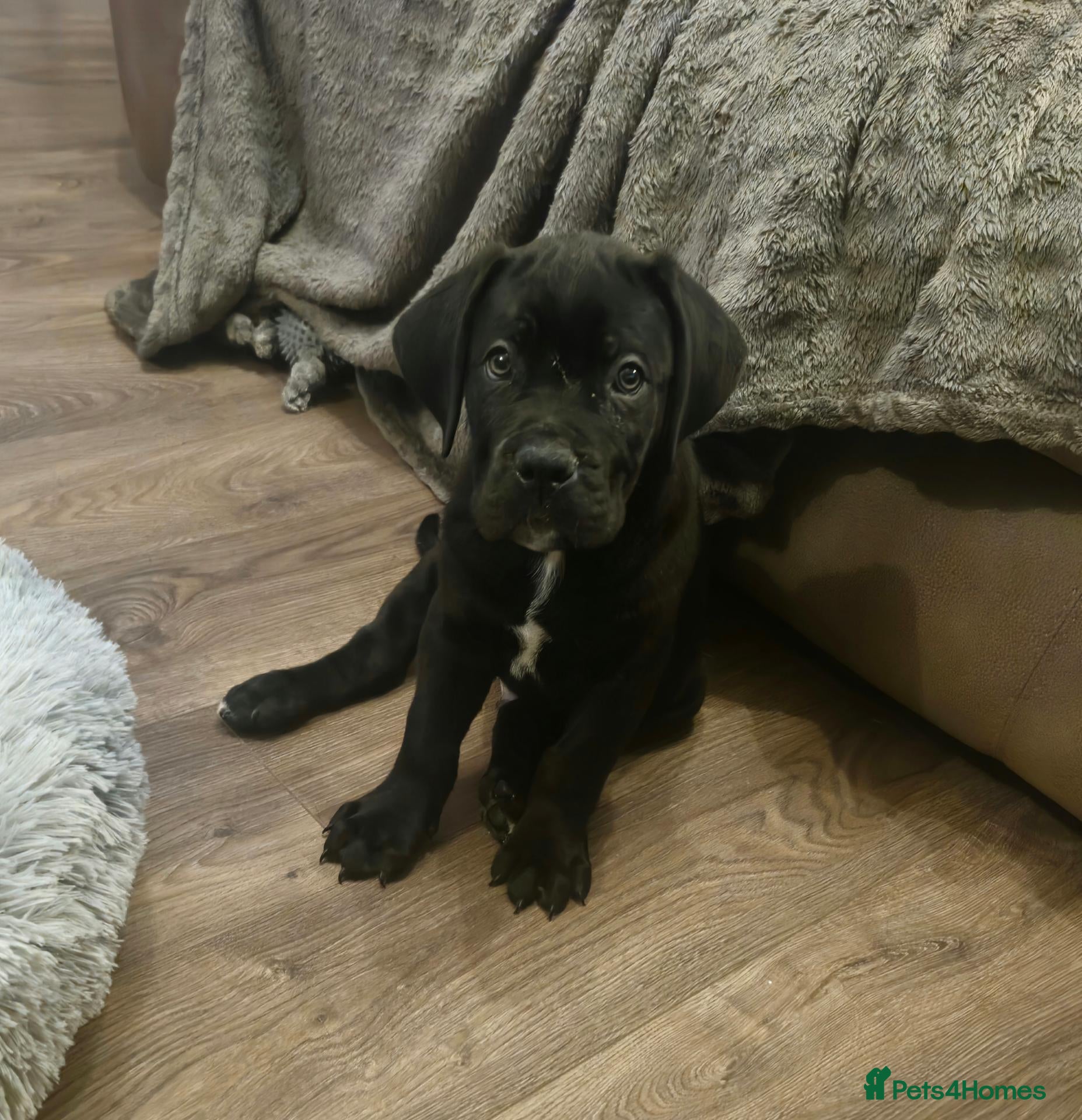 Cane Corso dogs *Ready to leave* Cane Corso puppys  - Advert 18