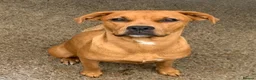 Mixed Breed dogs for sale: Boxer x Rottweiler. (Boxweiler) in Worcester - Advert 9