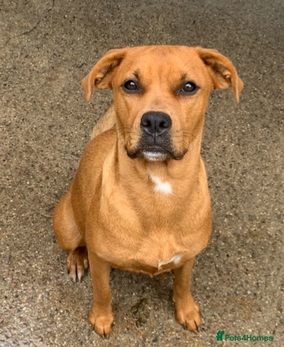 Mixed Breed dogs for sale: Boxer x Rottweiler. (Boxweiler) in Worcester - Advert 9
