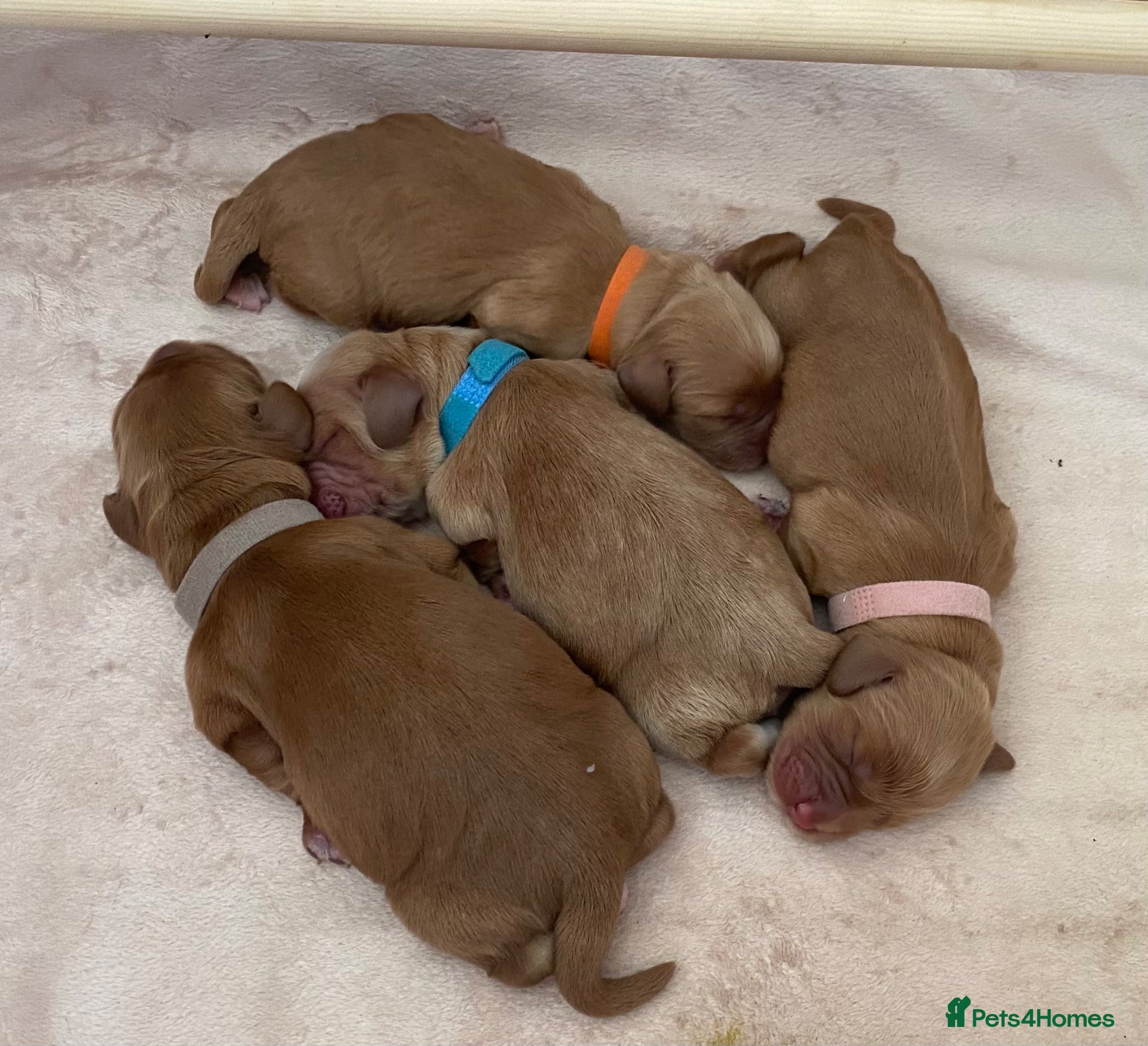 Cocker Spaniel dogs Deep Red Working Cocker Spaniel Puppies - Advert 1