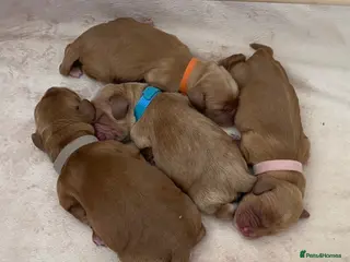 Cocker Spaniel dogs Deep Red Working Cocker Spaniel Puppies - Advert 1