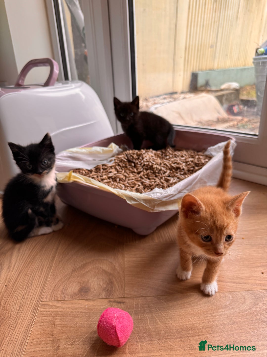 Mixed Breed cats for sale: Kittens ready now  - Advert 9