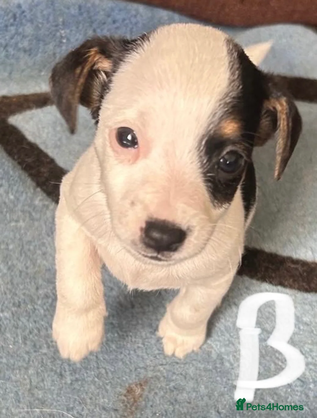 Jack Russell dogs for sale: READY NOW mini jack Russel pups  in Horley - Advert 2