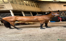 Irish Thoroughbred horses for sale: Big Ben 17hh  - Image 4