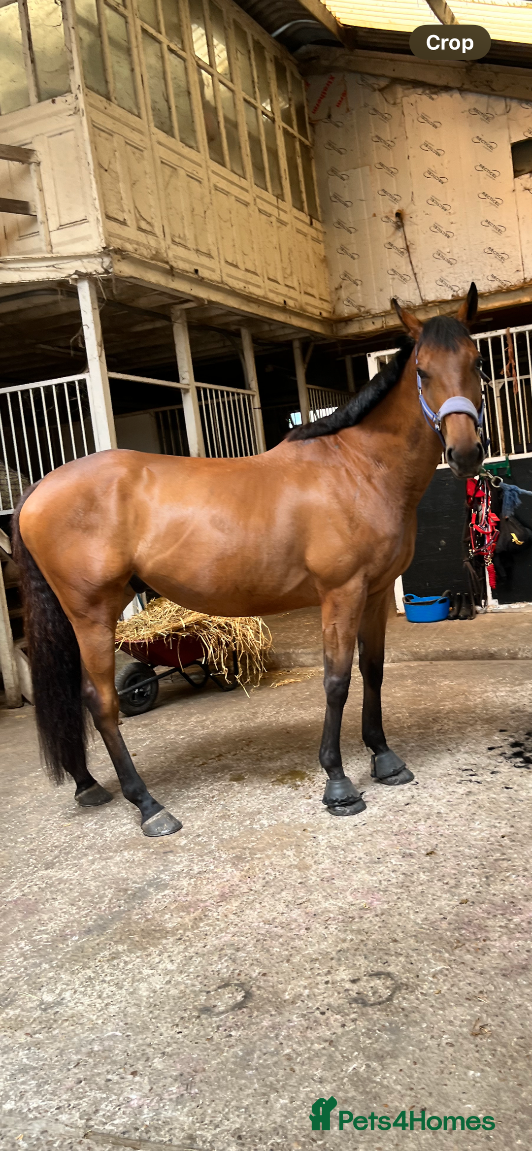 Irish Thoroughbred horses for sale: Big Ben 17hh  - Image 4