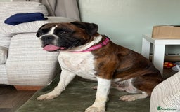 Boxer dogs for sale: Boxer Puppies  - Advert 1