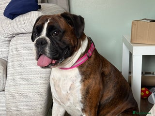 Boxer dogs Boxer Puppies - Advert 2