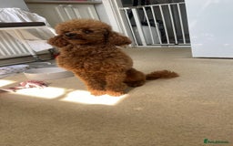 Miniature Poodle dogs for stud: K.C. Reg Miniture Poodle  - Image 3