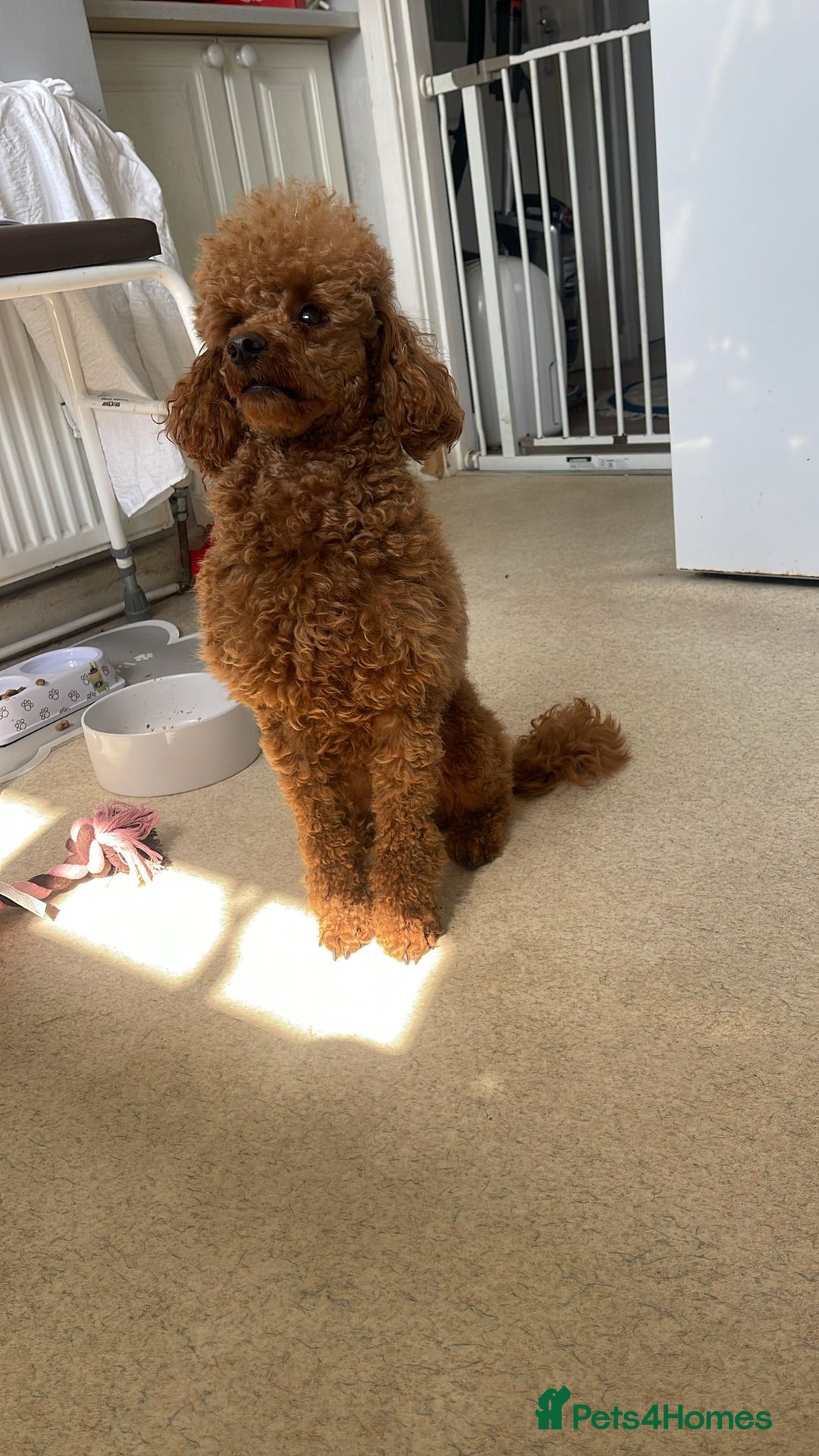 Miniature Poodle dogs for stud: K.C. Reg Miniture Poodle  - Image 3
