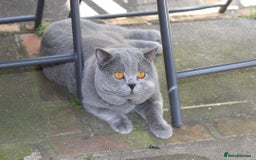 British Shorthair cats for sale: Ready Now British shorthair Amazing kittens - Advert 6