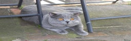 British Shorthair cats for sale: Ready Now British shorthair Amazing kittens - Advert 9
