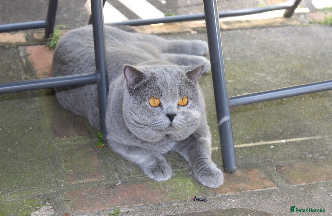 British Shorthair cats for sale: Ready Now British shorthair Amazing kittens - Advert 6