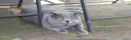 British Shorthair cats for sale: Ready Now British shorthair 2 females - Advert 12