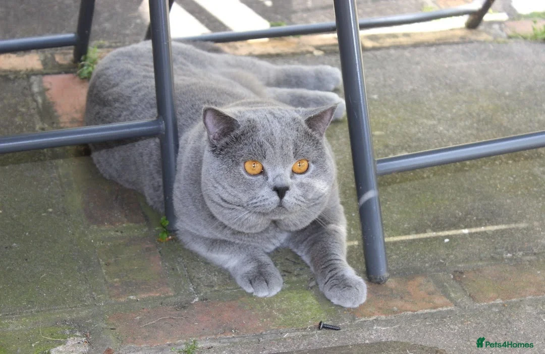 British Shorthair cats for sale: Ready Now British shorthair 2 females - Advert 12